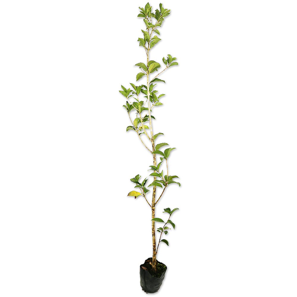 ヒイラギモクセイ 1m 10.5cmポット 苗 - 常緑樹