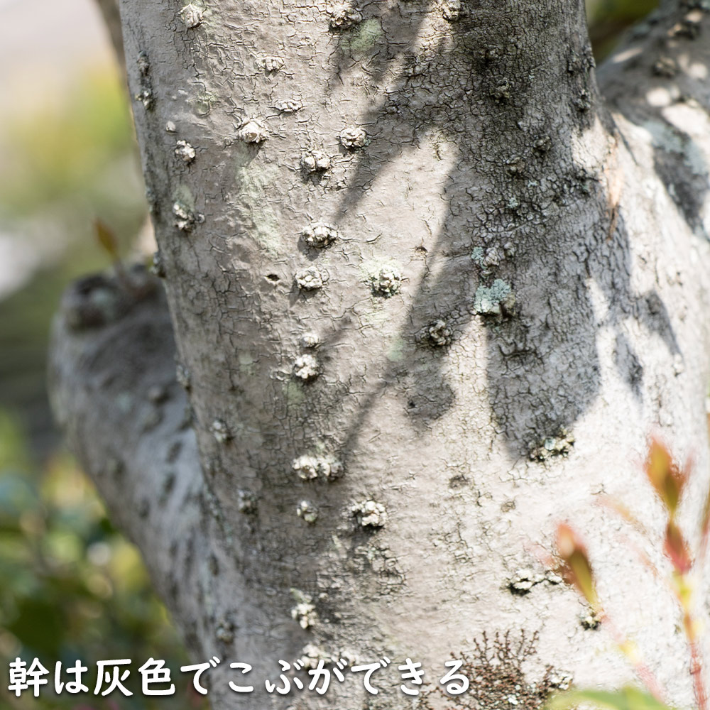 ヒイラギモクセイ 0.8m 15cmポット 苗 関連画像4