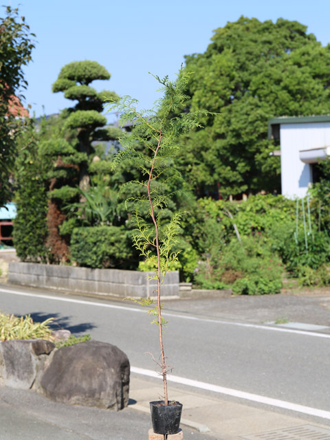 ヒノキ 1m 10.5cmポット 15本 苗(9653円)