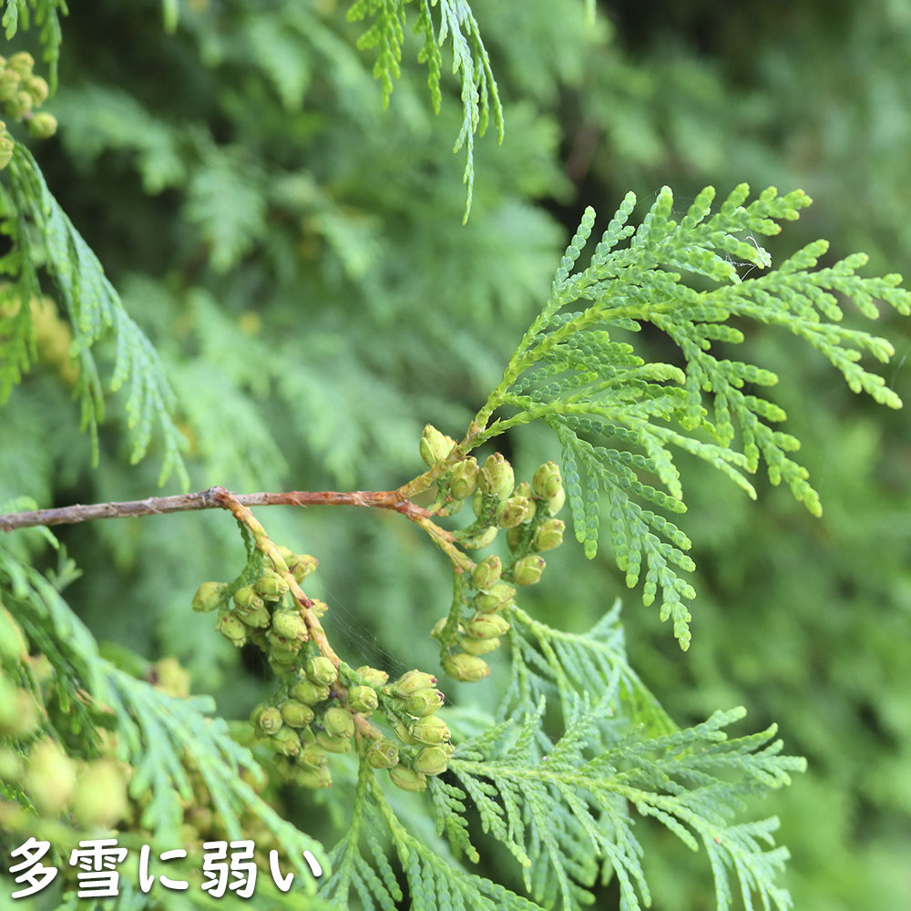 ヒノキ 2m 露地 苗木 : 600420 : トオヤマグリーン - 通販 - Yahoo