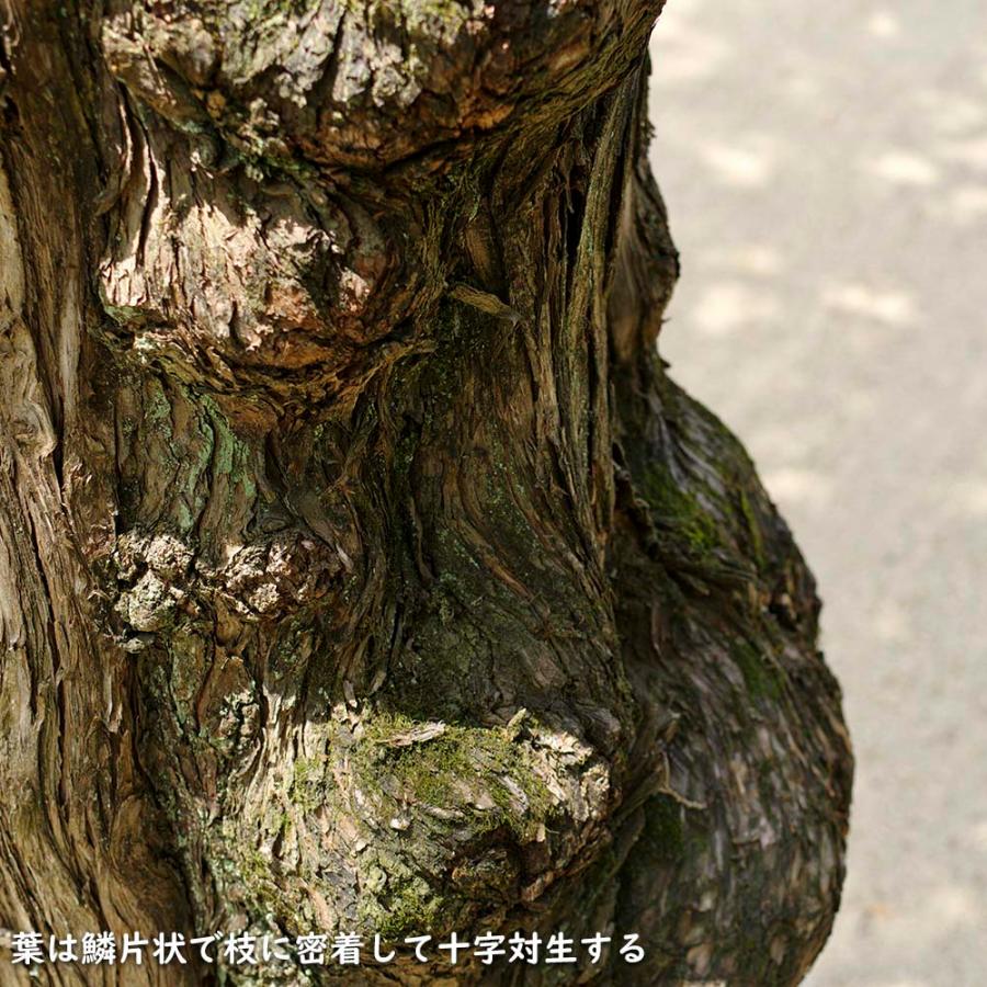 【新品 未使用 日本製】 ヒノキ 1m 10.5cmポット 15本 苗 【F1475129640】 (9653円)