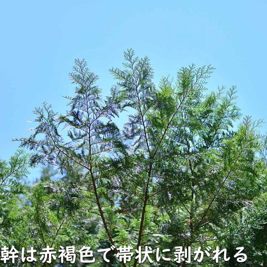 【新品 未使用 日本製】 ヒノキ 1m 10.5cmポット 15本 苗 【F1475129640】 (9653円)