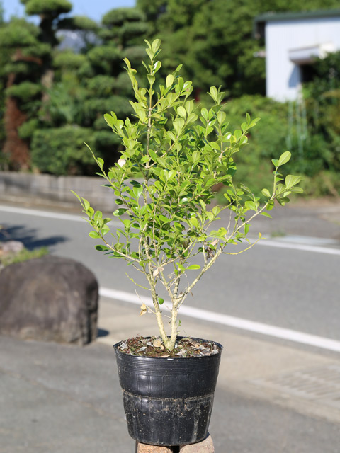 ボックスウッド 0.4m 15cmポット 10本 苗 : トオヤマグリーン