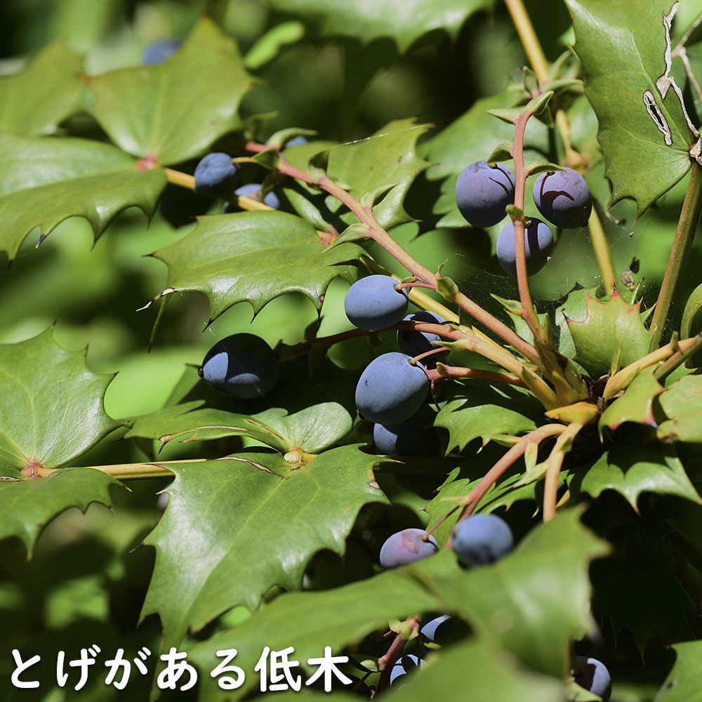ヒイラギナンテン 0.5m 露地 苗 常緑樹 | escopil.co.mz