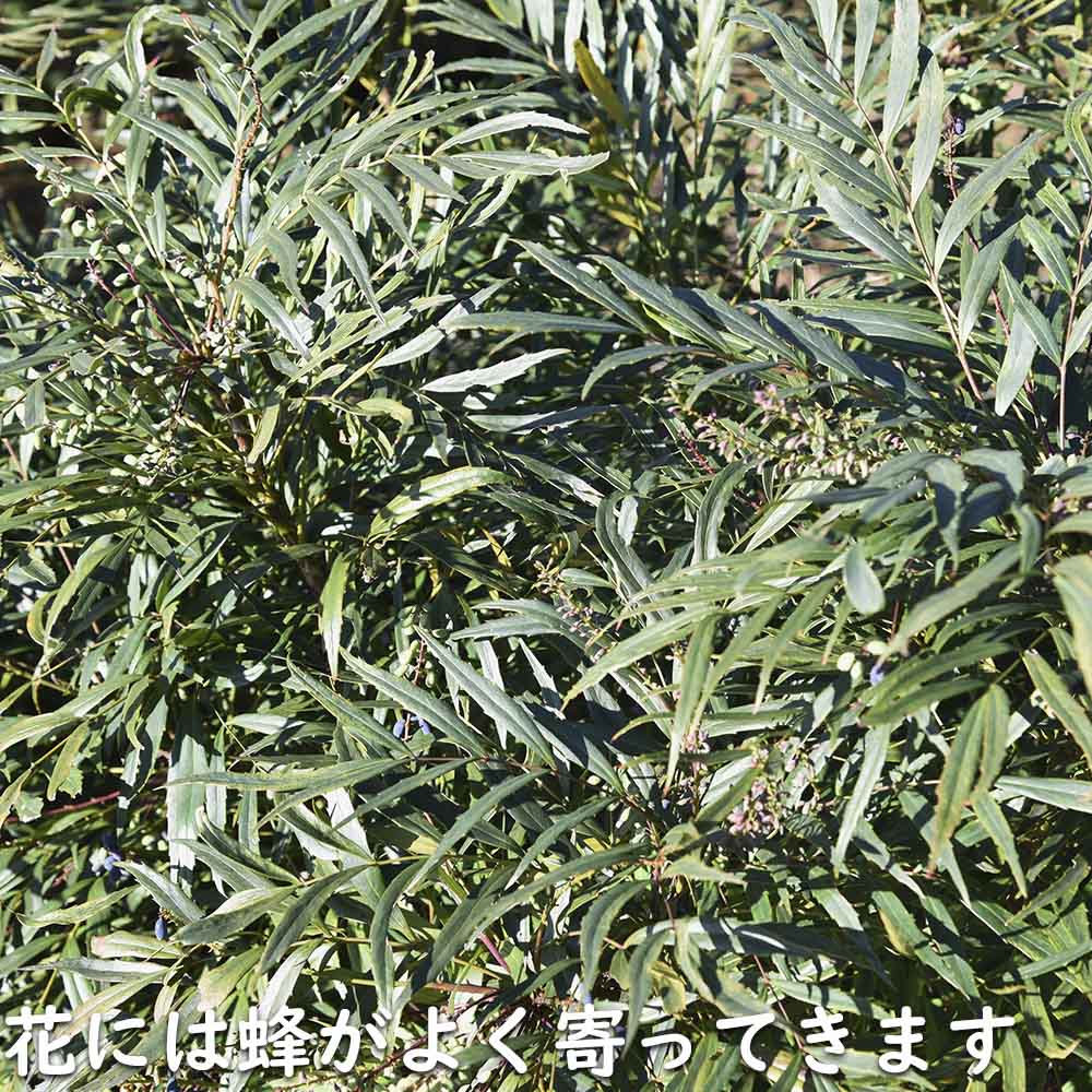 ヒイラギナンテン マホニアコンフューサ 0.4m 15cmポット 苗｜green-netbox｜14