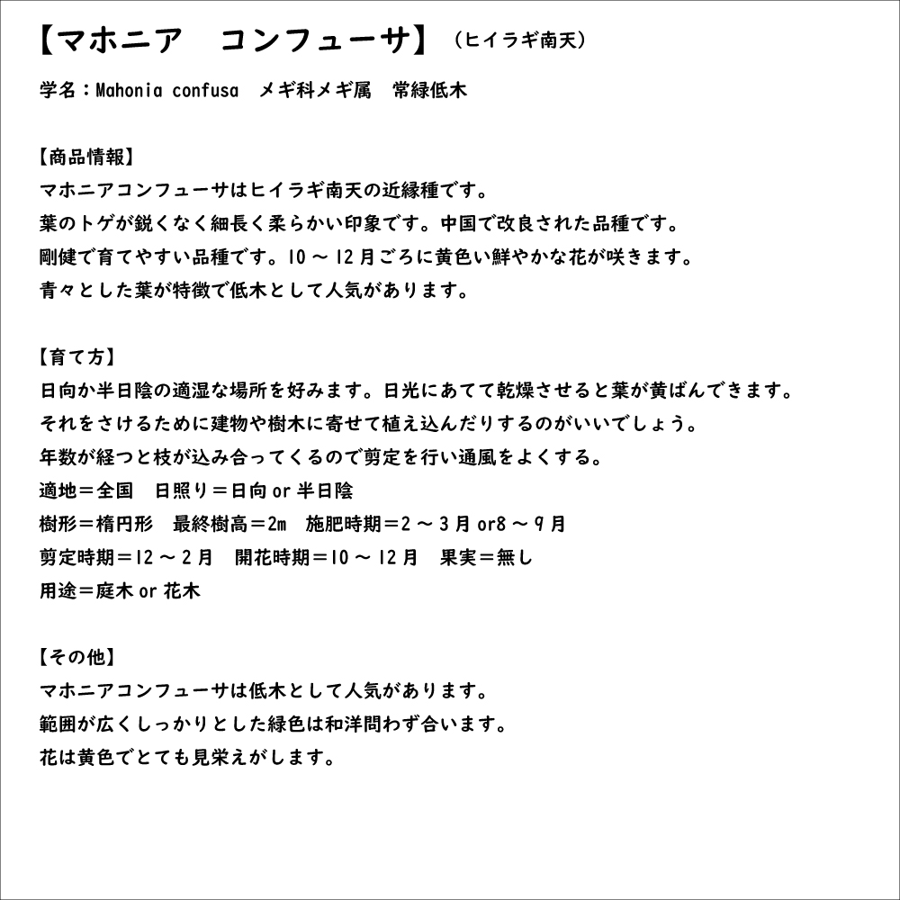 ヒイラギナンテン マホニアコンフューサ 0.4m 15cmポット 苗｜green-netbox｜08