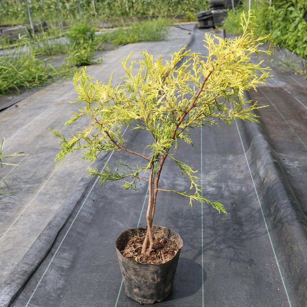 フィリフェラオーレア 12cmポット 苗 : トオヤマグリーン - 通販