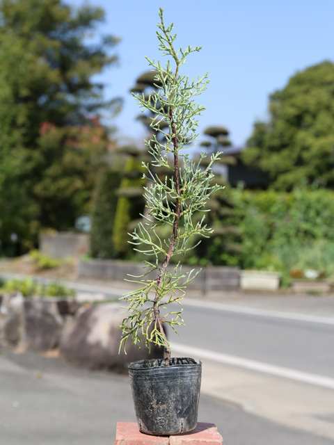 ブルーアイス 0.3m 10.5cmポット 苗 : トオヤマグリーン - 通販