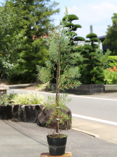 ブルーアイス 1m 15cmポット 苗 : トオヤマグリーン - 通販 - Yahoo