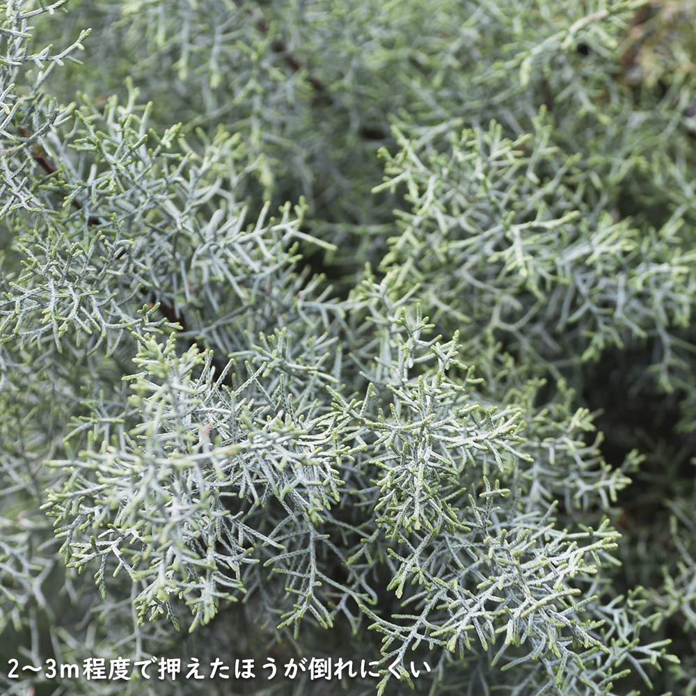 ブルーアイス 0.3m 10.5cmポット 苗 : トオヤマグリーン - 通販