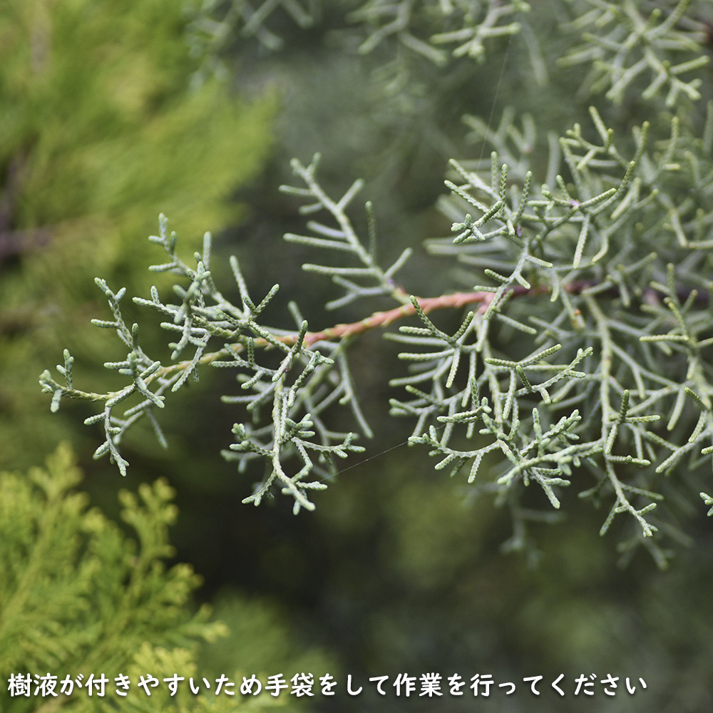 ブルーアイス　不織布ポット入り 園芸ネット本店｜コニファー（立ち性）：ブルーアイス5号ポット の通販