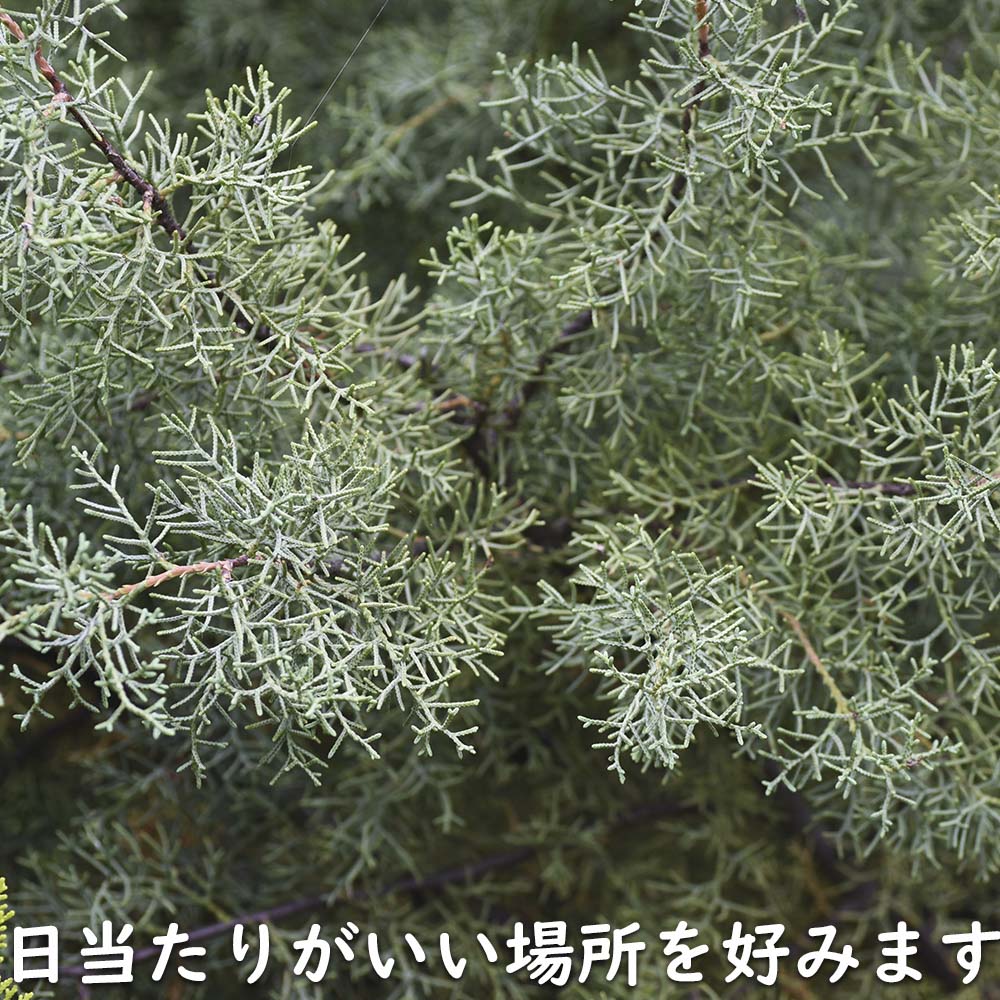 ブルーアイス 2m 露地 苗木 : トオヤマグリーン - 通販 - Yahoo