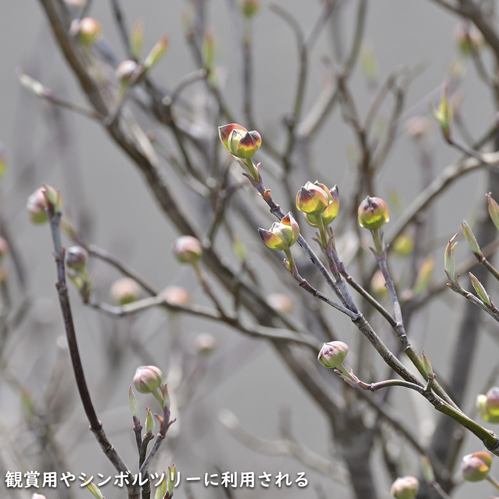 ハナミズキ 実生 2.3m 露地 苗木 : 601823 : トオヤマグリーン - 通販