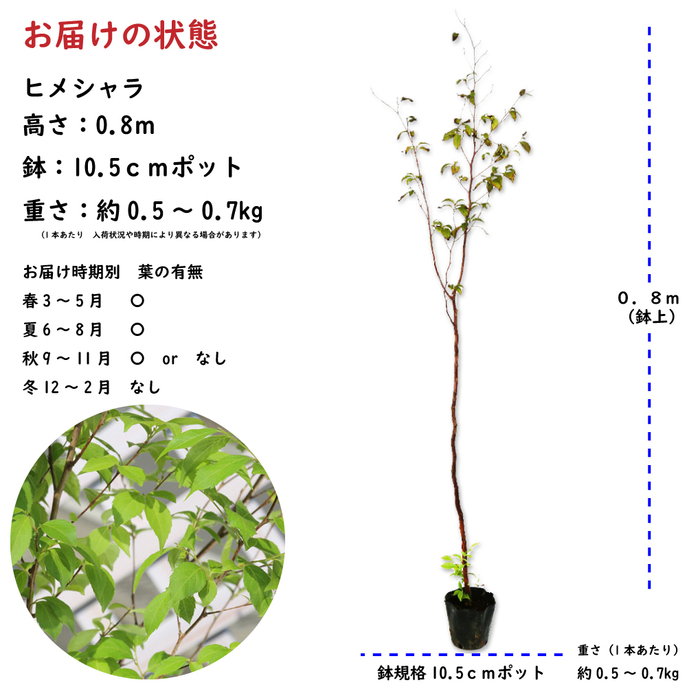 ヒメシャラ 0.8m 10.5cmポット 苗｜green-netbox｜02