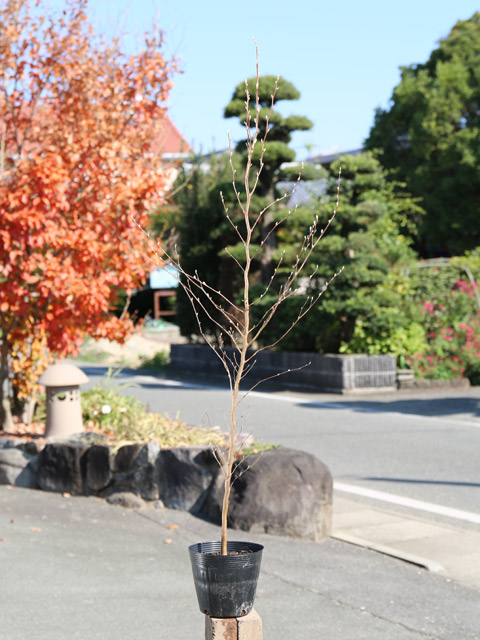 ヒメシャラ（苗木、植木）の商品一覧 | 花、ガーデニング 通販 - Yahoo!ショッピング