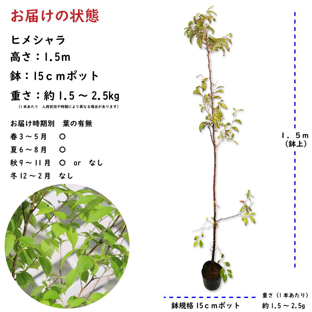 ヒメシャラ 1.5m 15cmポット 4本 苗木｜green-netbox｜02