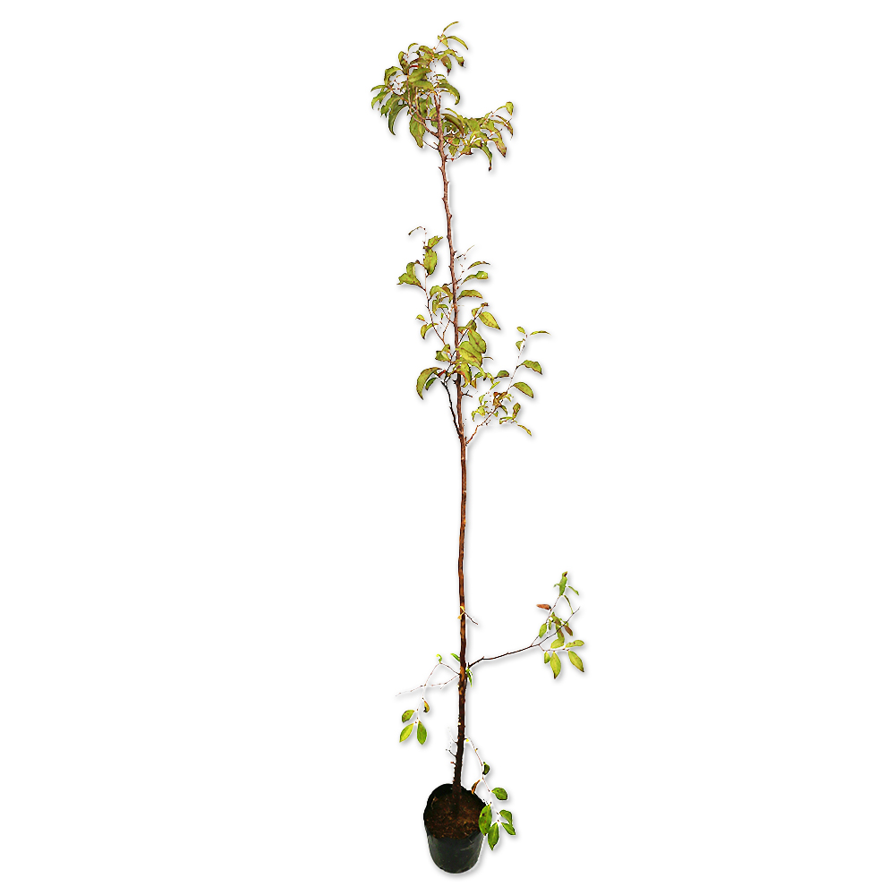 ヒメシャラ 1.5m 15cmポット 4本 苗木