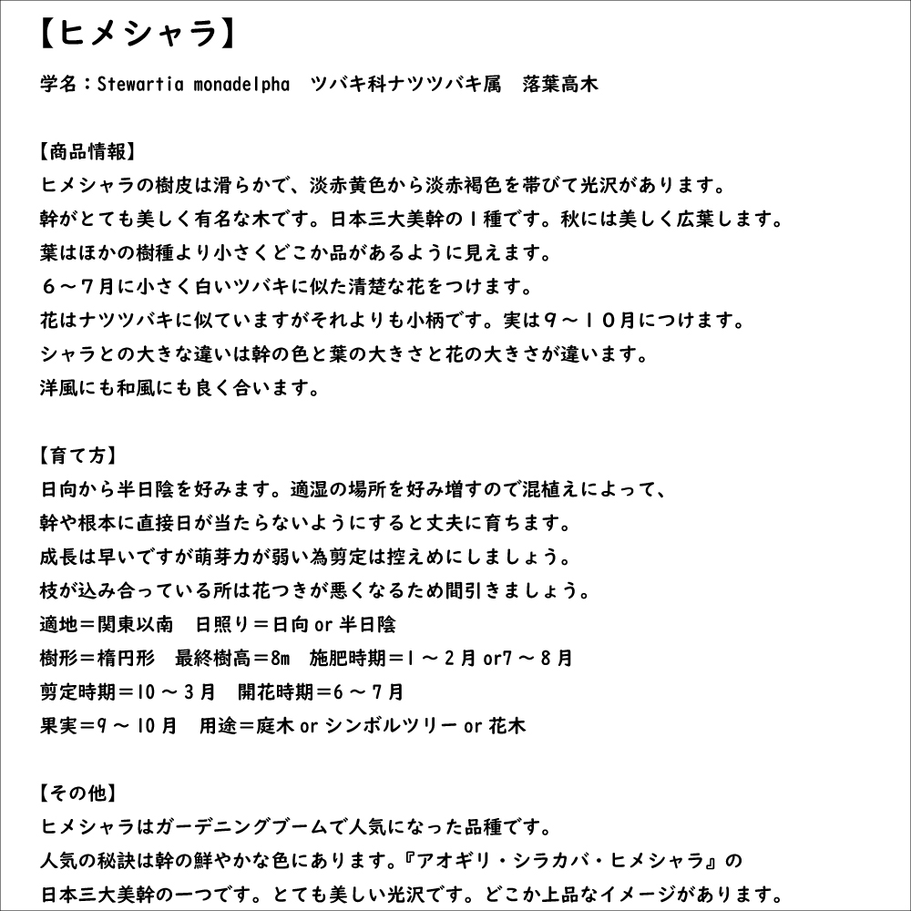 ヒメシャラ 0.8m 10.5cmポット 苗｜green-netbox｜08