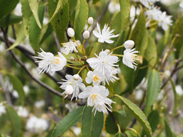 「超メルカリ市」 ハイノキ 単木 2.5m 露地 2本 苗木 【NAN1074292505】 (39270円)