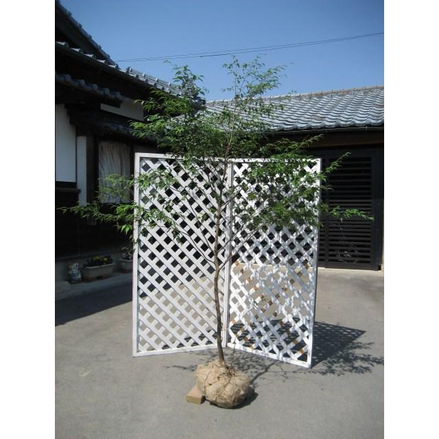 「超メルカリ市」 ハイノキ 単木 2.5m 露地 2本 苗木 【NAN1074292505】 (39270円)