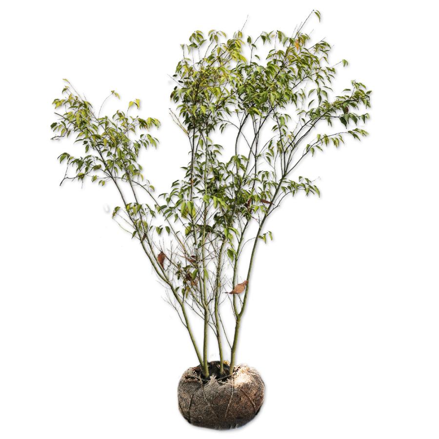 ハイノキ 株立ち 1.2m 露地 苗(12870円)