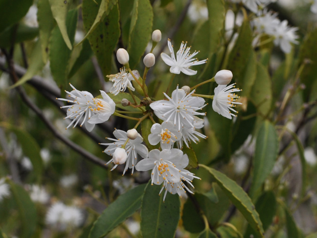 「超メルカリ市」 ハイノキ 単木 2.5m 露地 2本 苗木 【NAN1074292505】 (39270円)