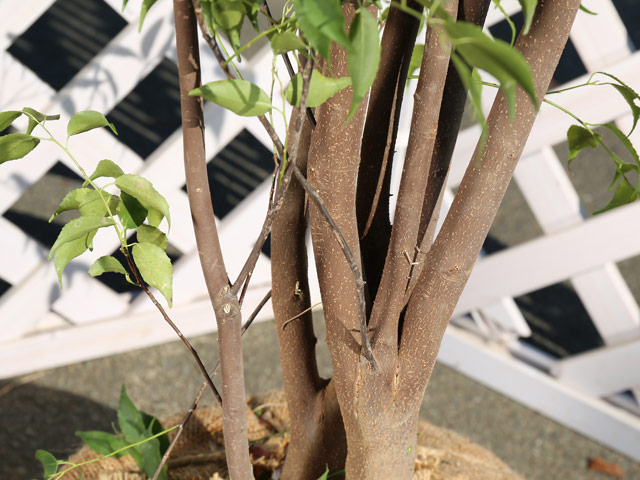 「超メルカリ市」 ハイノキ 単木 2.5m 露地 2本 苗木 【NAN1074292505】 (39270円)