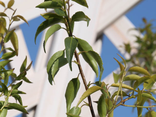 「超メルカリ市」 ハイノキ 単木 2.5m 露地 2本 苗木 【NAN1074292505】 (39270円)