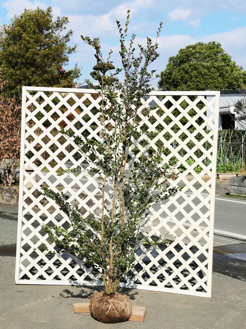 ハマヒサカキ 1.7m 露地 苗木(11440円)