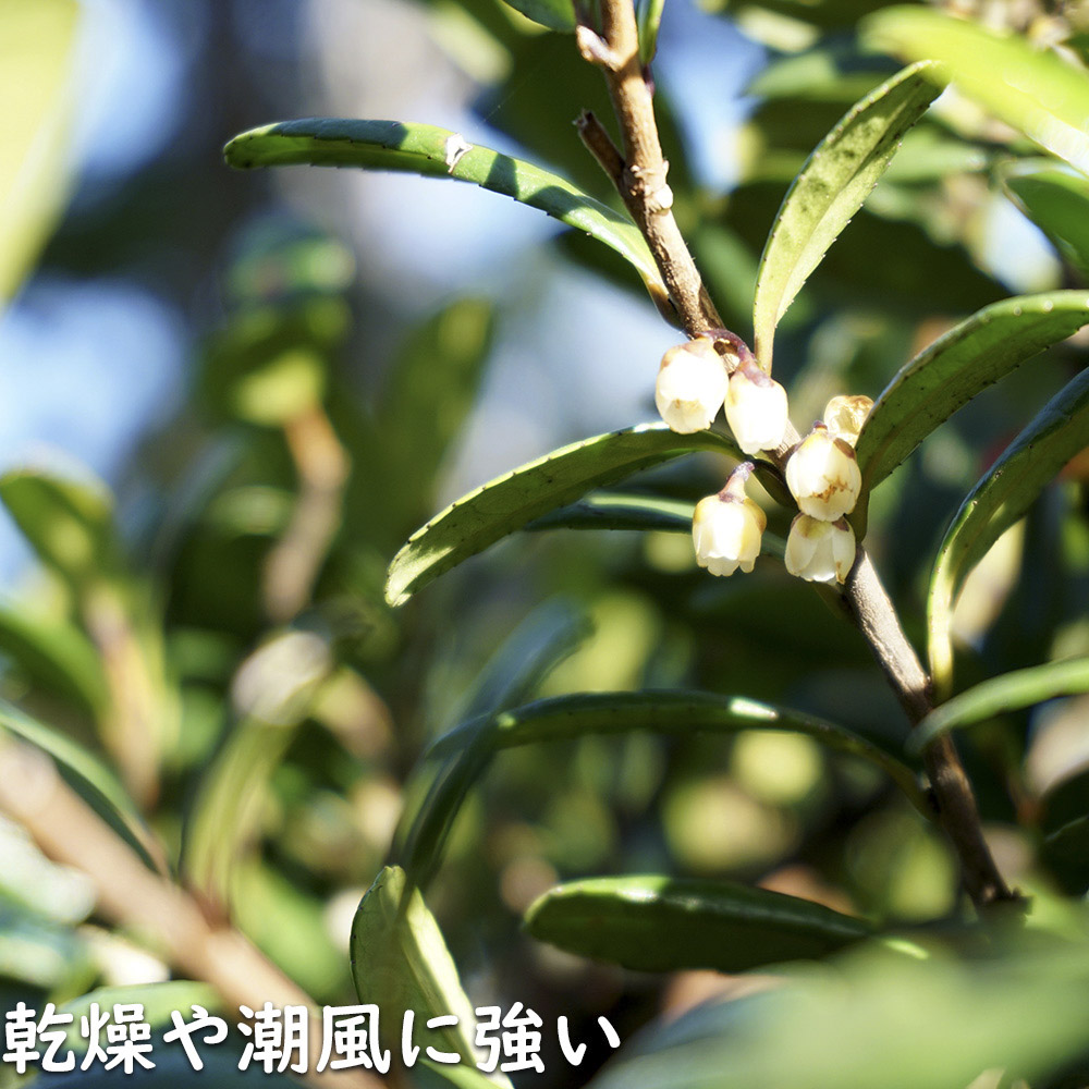 ハマヒサカキ 1.7m 露地 苗木 XU2320209066