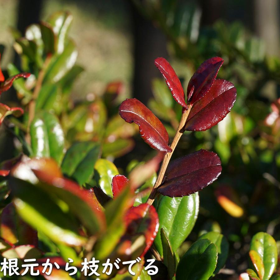 ハマヒサカキ 1.7m 露地 苗木 XU2320209066