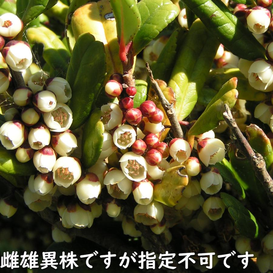 ハマヒサカキ 1.7m 露地 苗木 XU2320209066