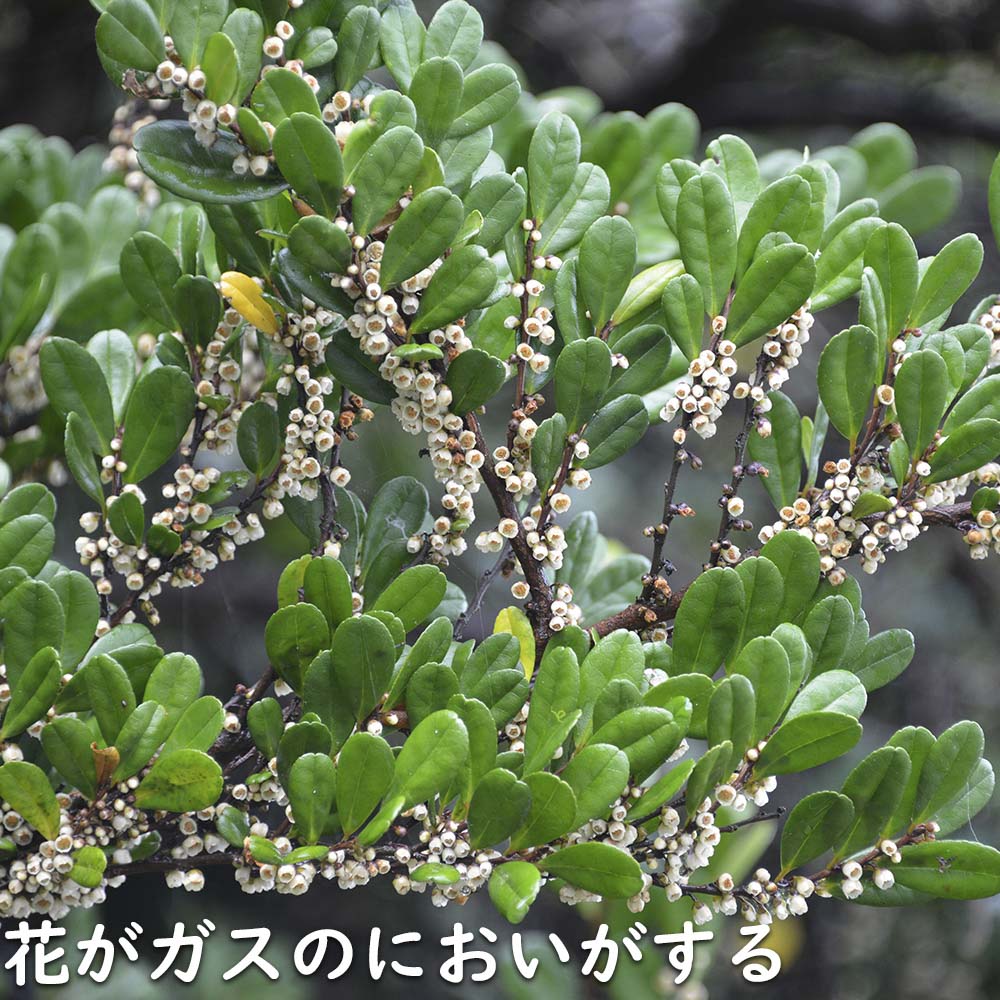 ハマヒサカキ 1.7m 露地 苗木 XU2320209066