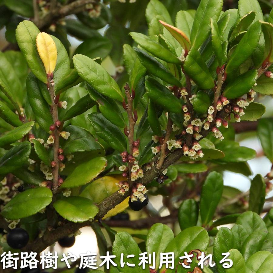 ハマヒサカキ 1.7m 露地 苗木 XU2320209066