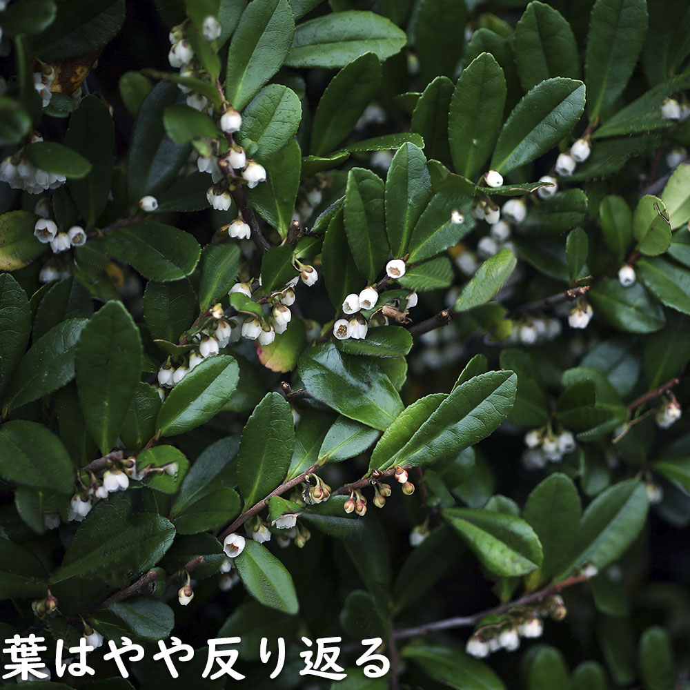 ハマヒサカキ 1.7m 露地 苗木 XU2320209066