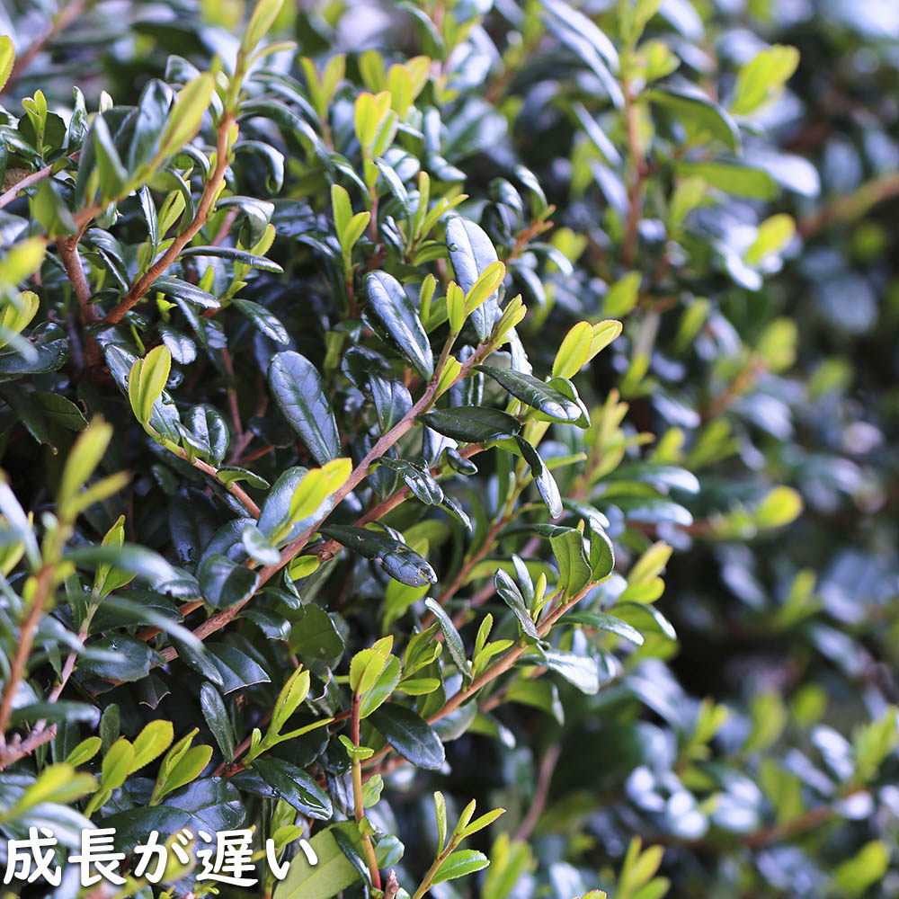 ハマヒサカキ 1.7m 露地 苗木 XU2320209066