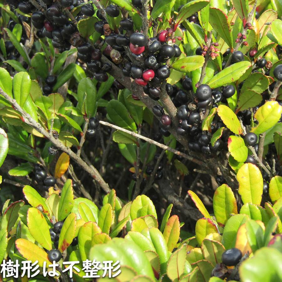 ハマヒサカキ 1.7m 露地 苗木 XU2320209066