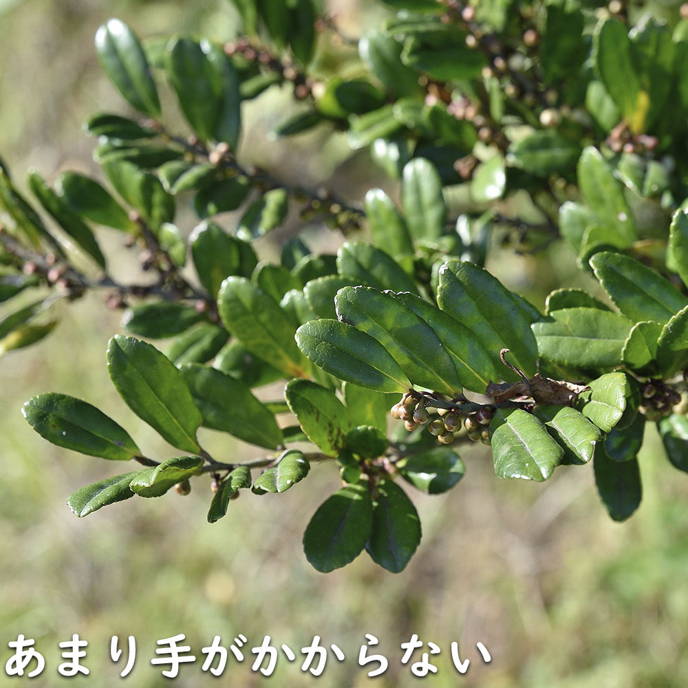 ハマヒサカキ 1.7m 露地 苗木 XU2320209066