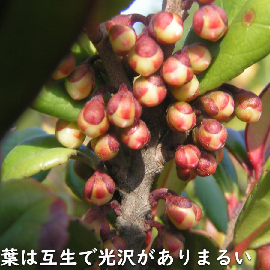 ハマヒサカキ 1.7m 露地 苗木 XU2320209066