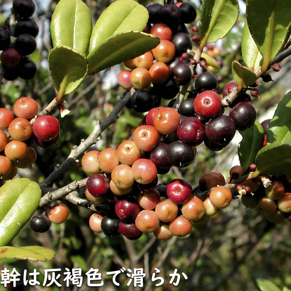 ハマヒサカキ 1.7m 露地 苗木 XU2320209066