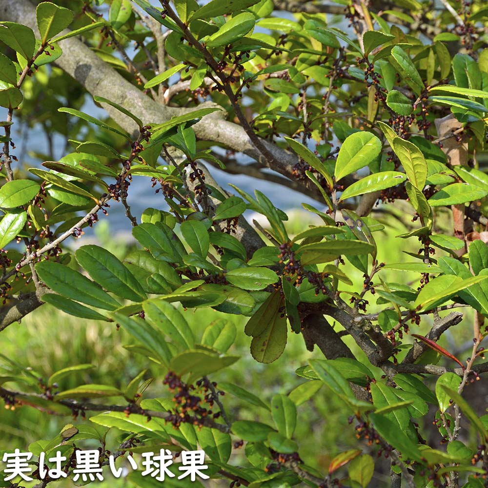 ハマヒサカキ 1.7m 露地 苗木 XU2320209066