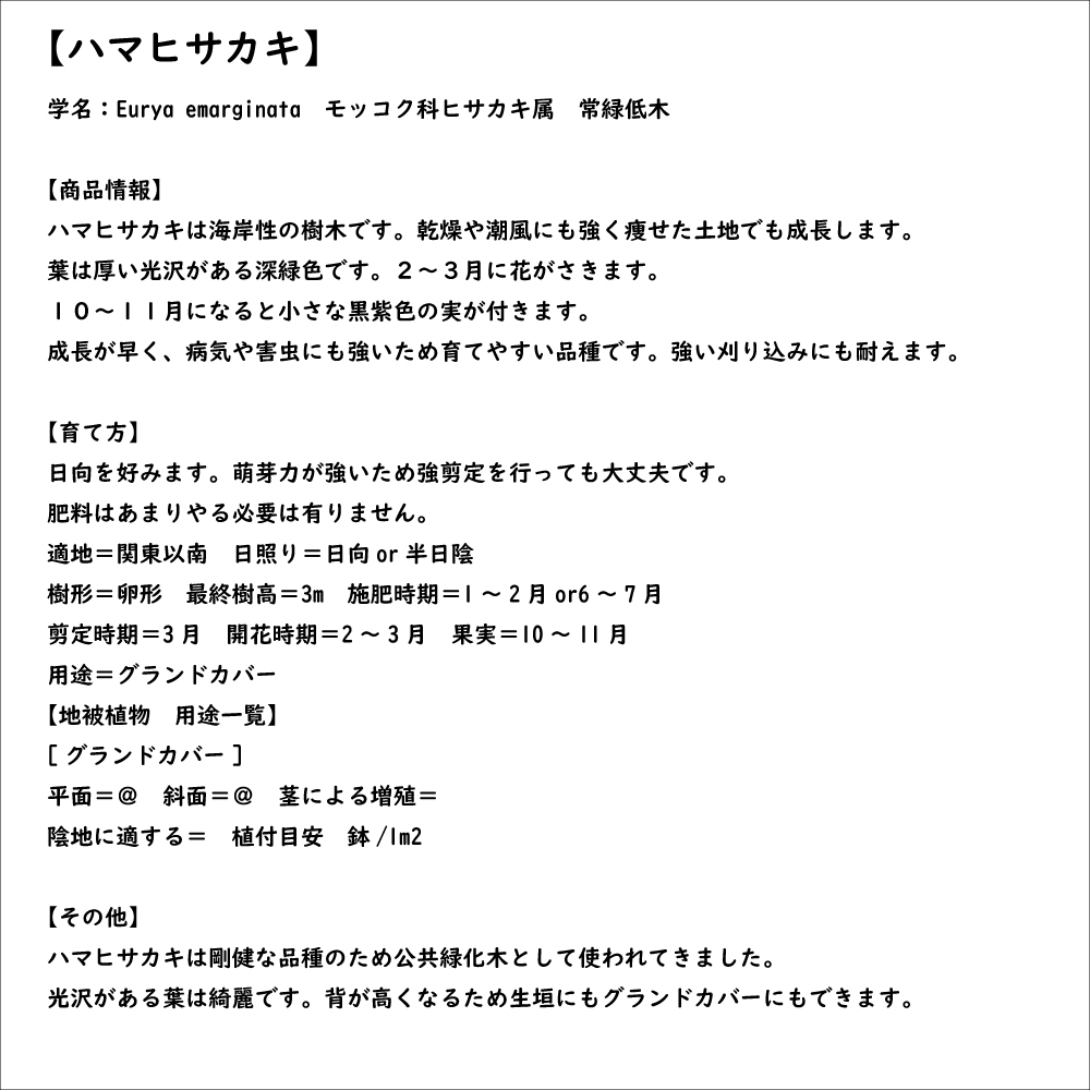 ハマヒサカキ 0.3m 10.5cmポット 苗｜green-netbox｜08