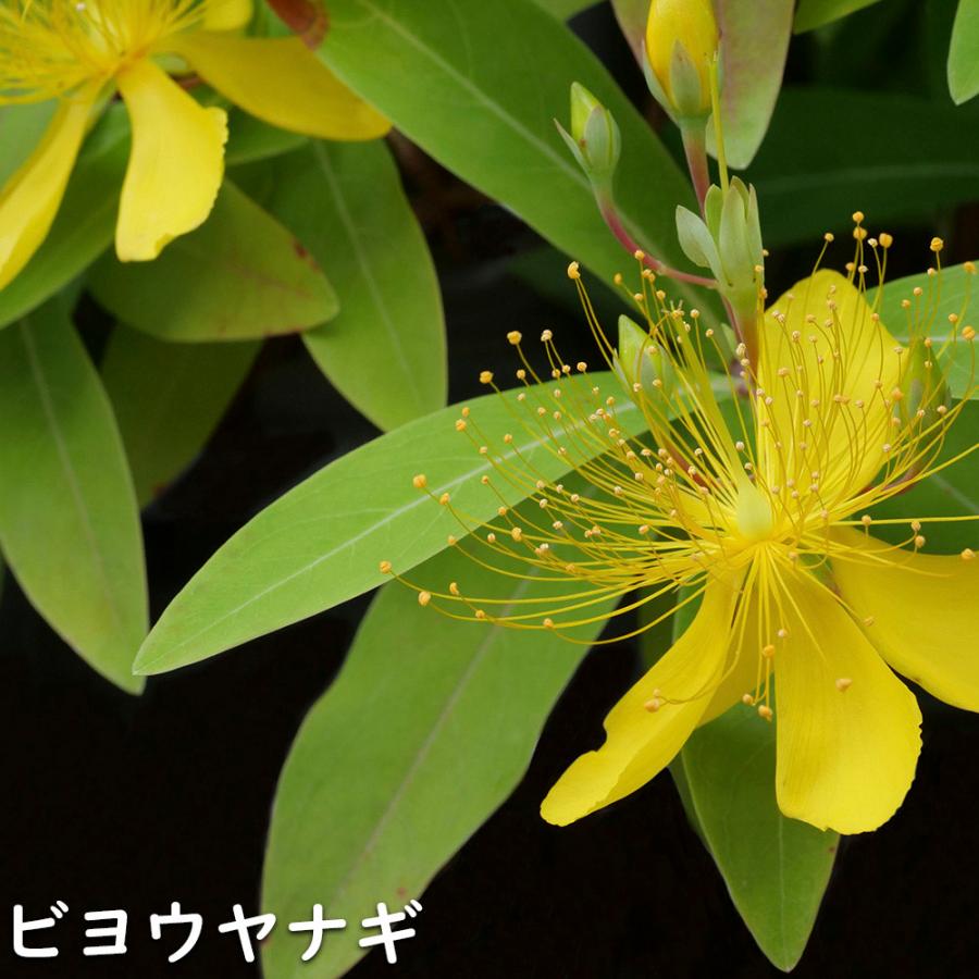 ビヨウヤナギ 0.3m 15cmポット 10個 苗 WSO2465220757