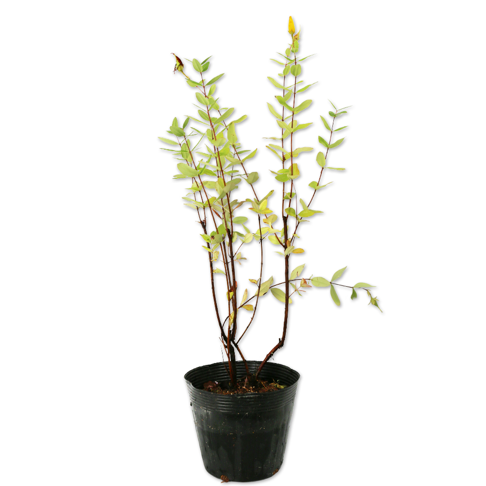 ビヨウヤナギ 0.3m 15cmポット 10個 苗(12155円)