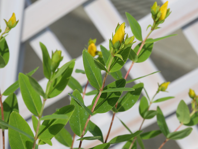 ビヨウヤナギ 0.3m 15cmポット 10個 苗 WSO2465220757