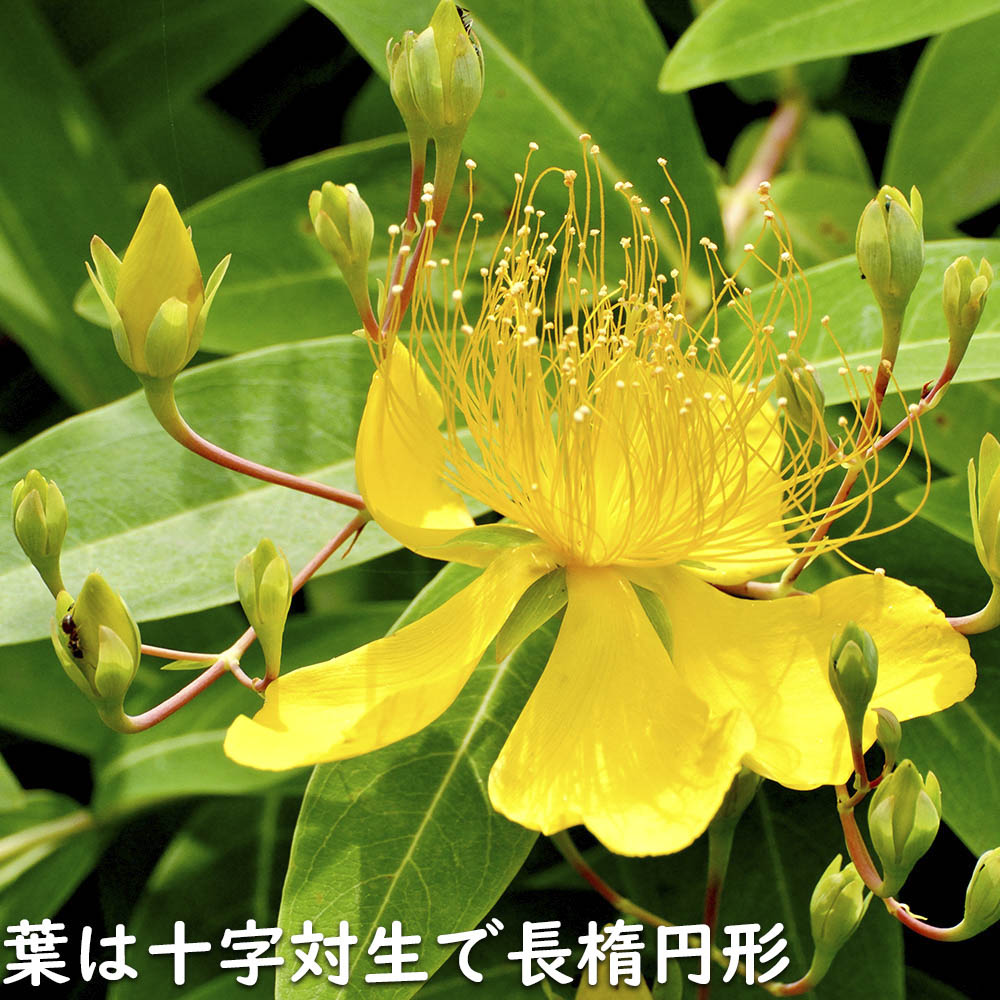 ビヨウヤナギ 0.3m 15cmポット 10個 苗 WSO2465220757