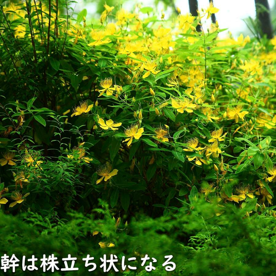 ビヨウヤナギ 0.3m 15cmポット 10個 苗 WSO2465220757