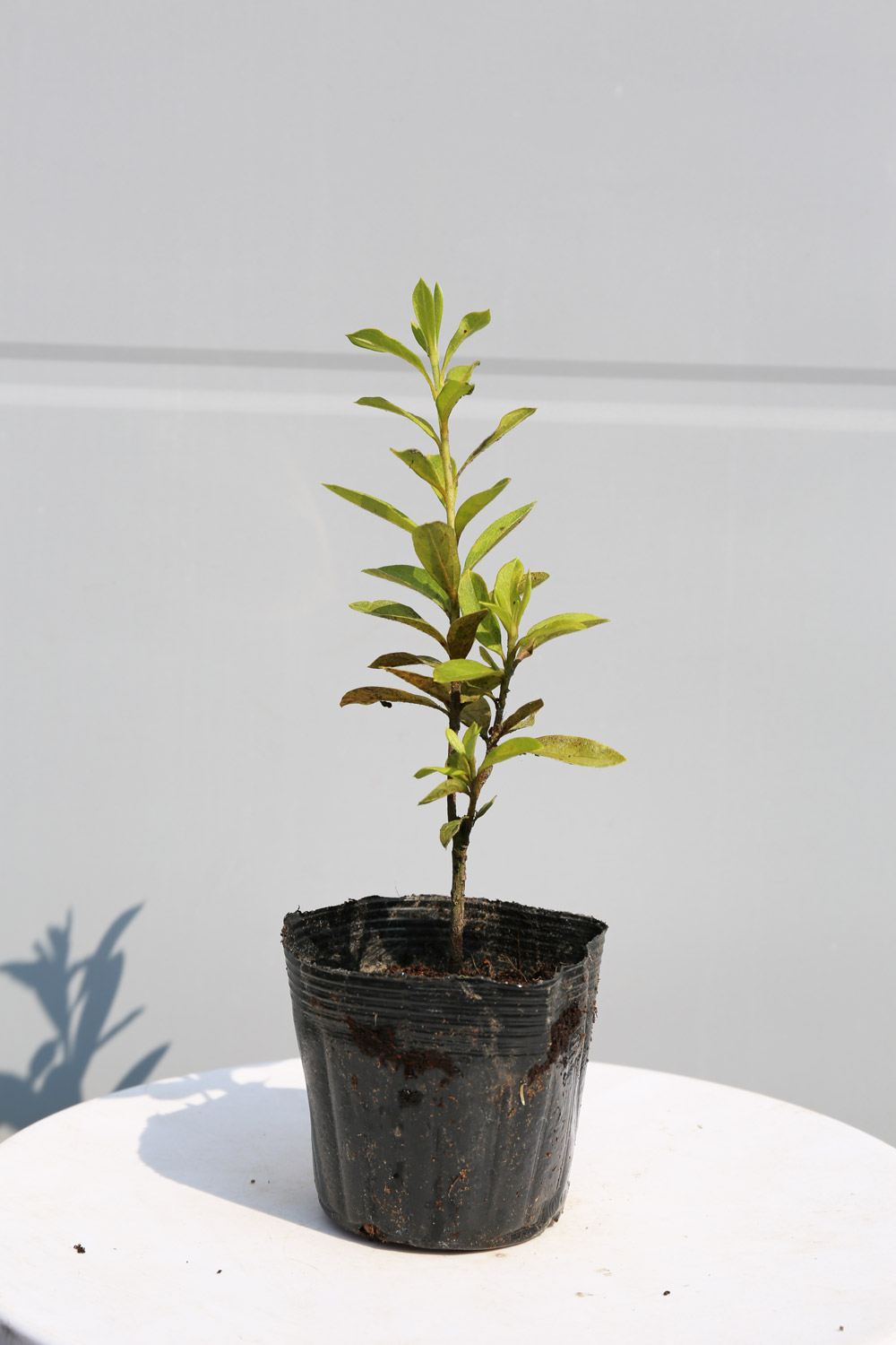 ヒラドツツジ (花色指定不可) 10.5cmポ...の詳細画像1