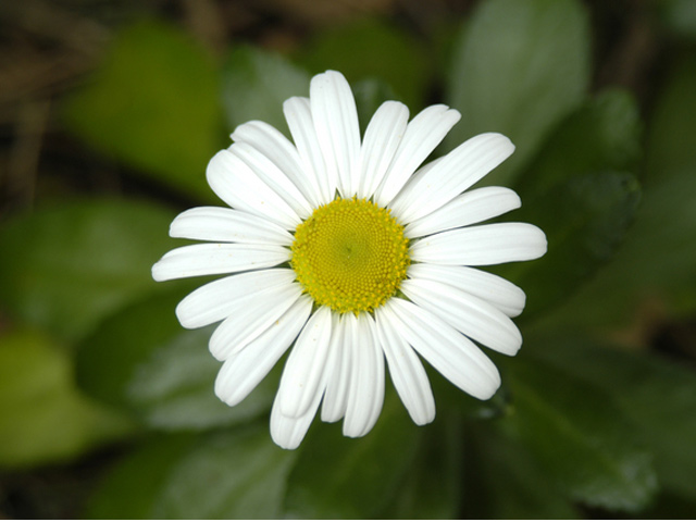 ハマギク 10.5cmポット 苗 : トオヤマグリーン - 通販 - Yahoo