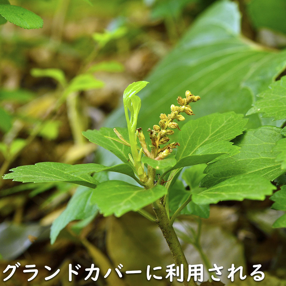 緑色のブドウの苗10房以上60センチサンパラソル二鉢専用 feel1187miyuki | お肉園さんの#ハオルチア 再入荷です。2.5号